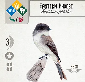 An image of a Wingspan game card that shows an illustration of an Eastern Phoebe.