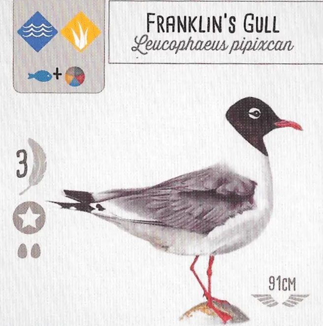 An image of a Wingspan game card that shows an illustration of a Franklin's Gull.