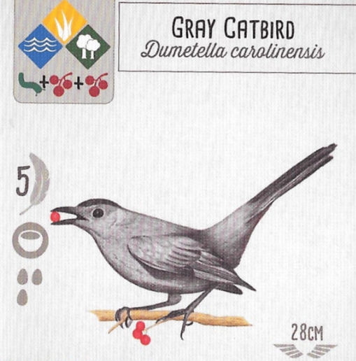 An image of a Wingspan game card that shows an illustration of a Gray Catbird.