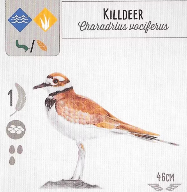 An image of a Wingspan game card that shows an illustration of a Killdeer.