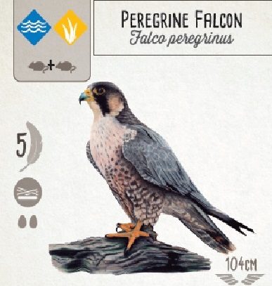 An image of a Wingspan game card that shows an illustration of a Peregrine Falcon.