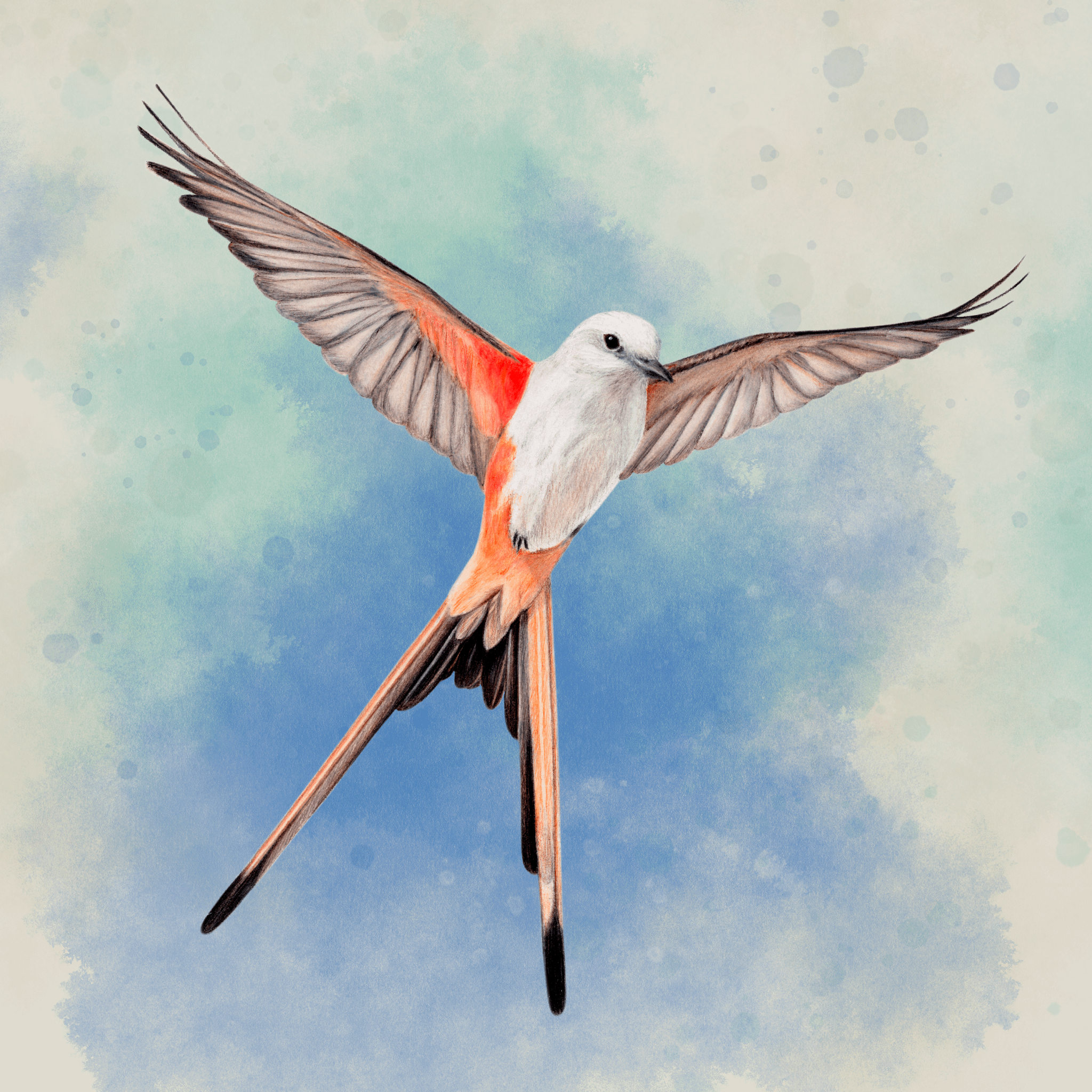 An illustration of a Scissor-Tailed Flycatcher from the board game Wingspan.