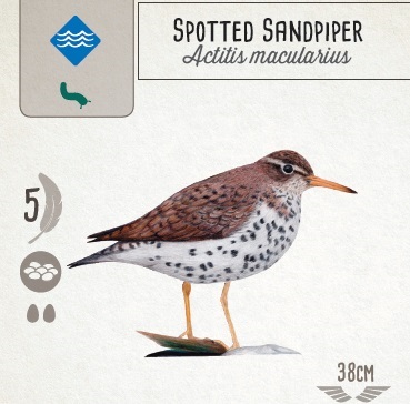 An image of a Wingspan game card that shows an illustration of a Spotted Sandpiper.